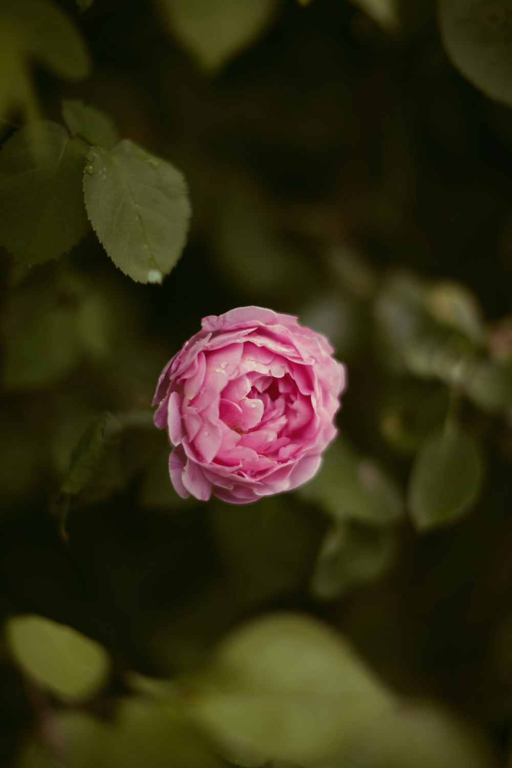 pink rose in bloom during daytime