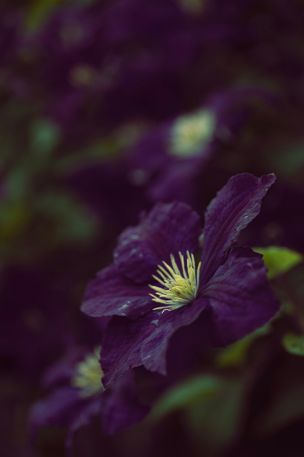 purple flower in tilt shift lens