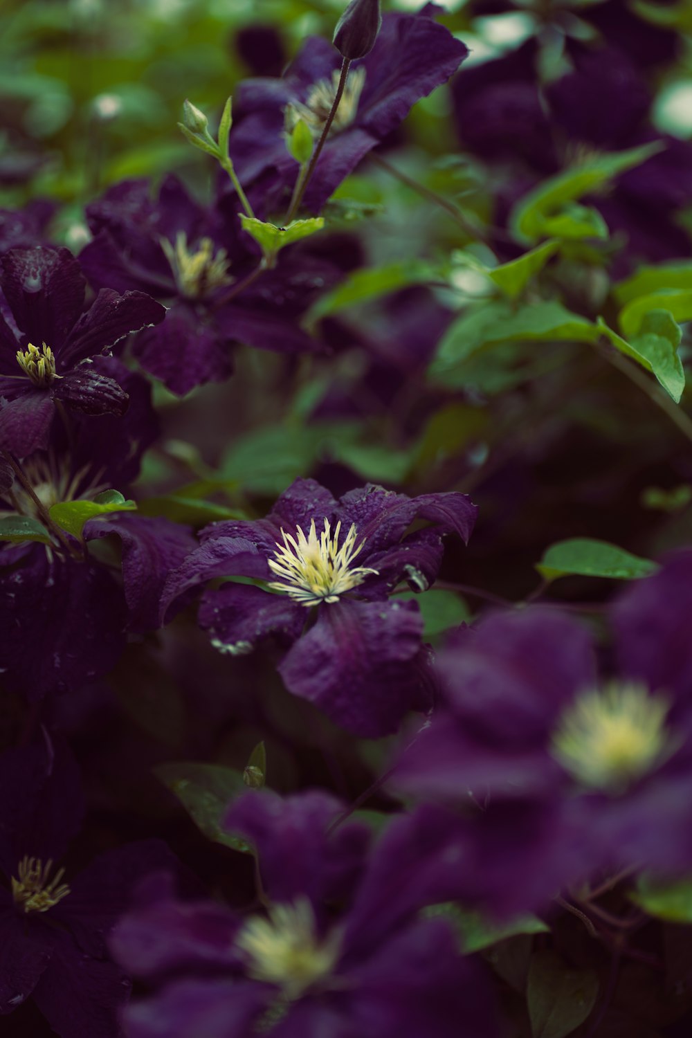 fleur violette dans une lentille à bascule