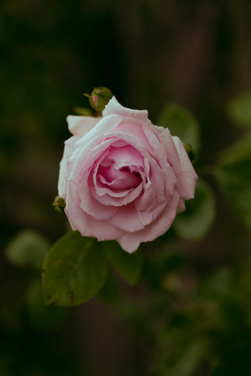 rosa in fiore durante il giorno