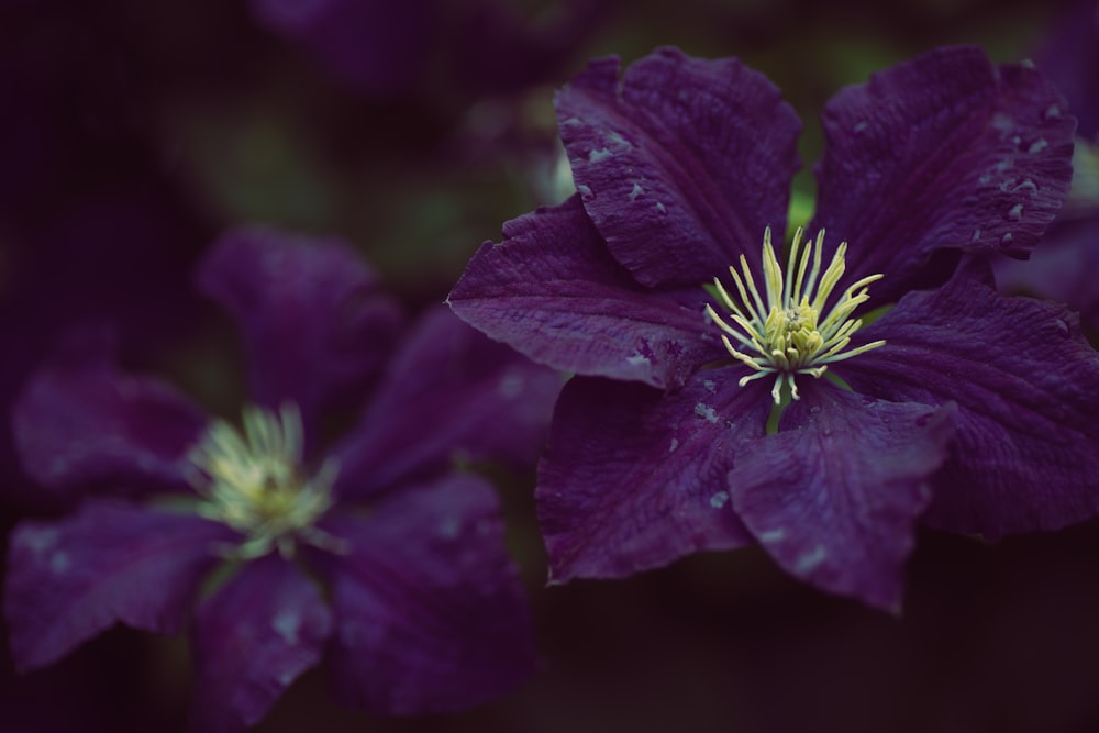 purple flower in macro shot