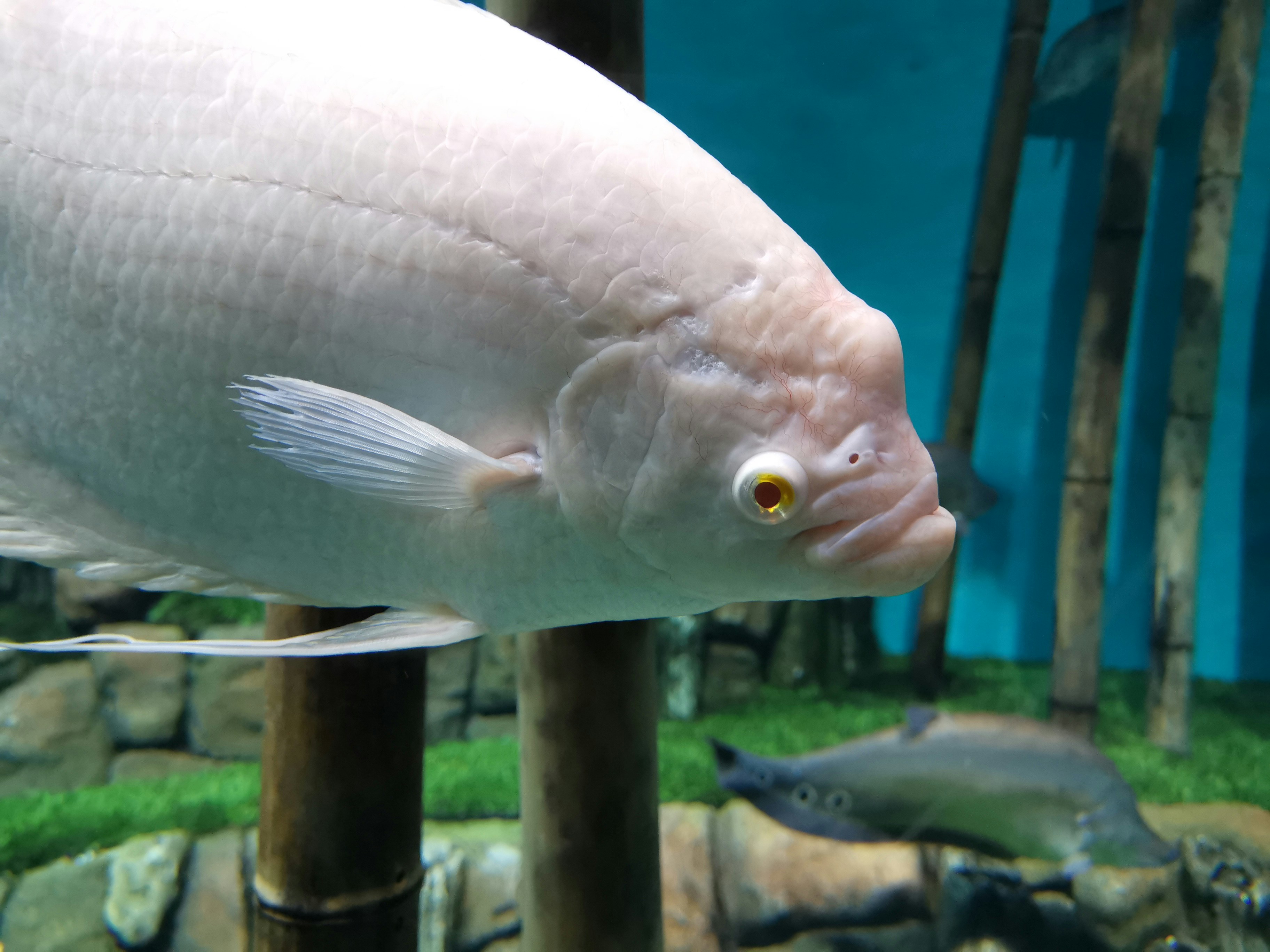 Albino Fish