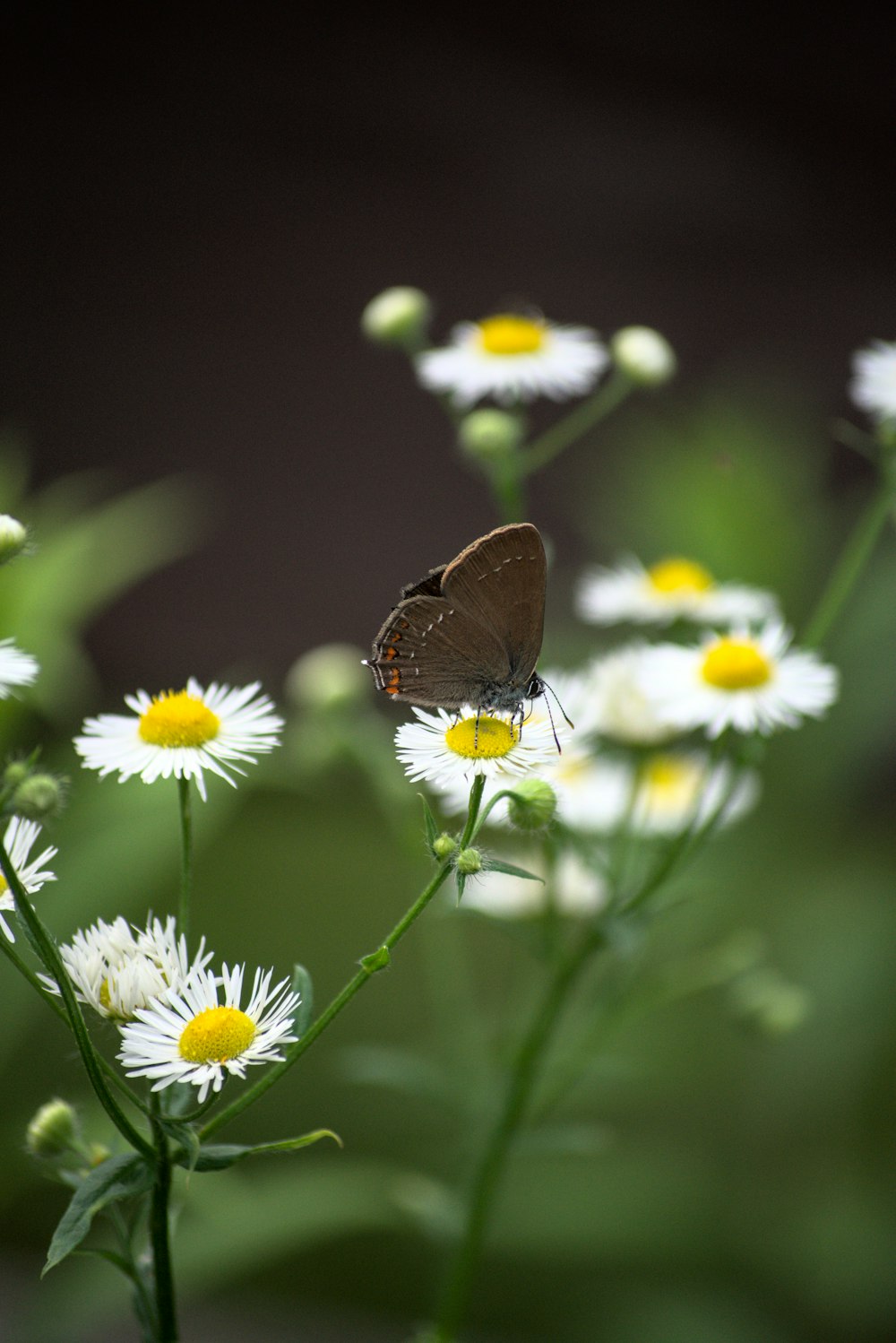 brown butterfly perched on white daisy in close up photography during daytime