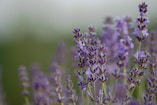 purple flower in tilt shift lens