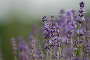purple flower in tilt shift lens