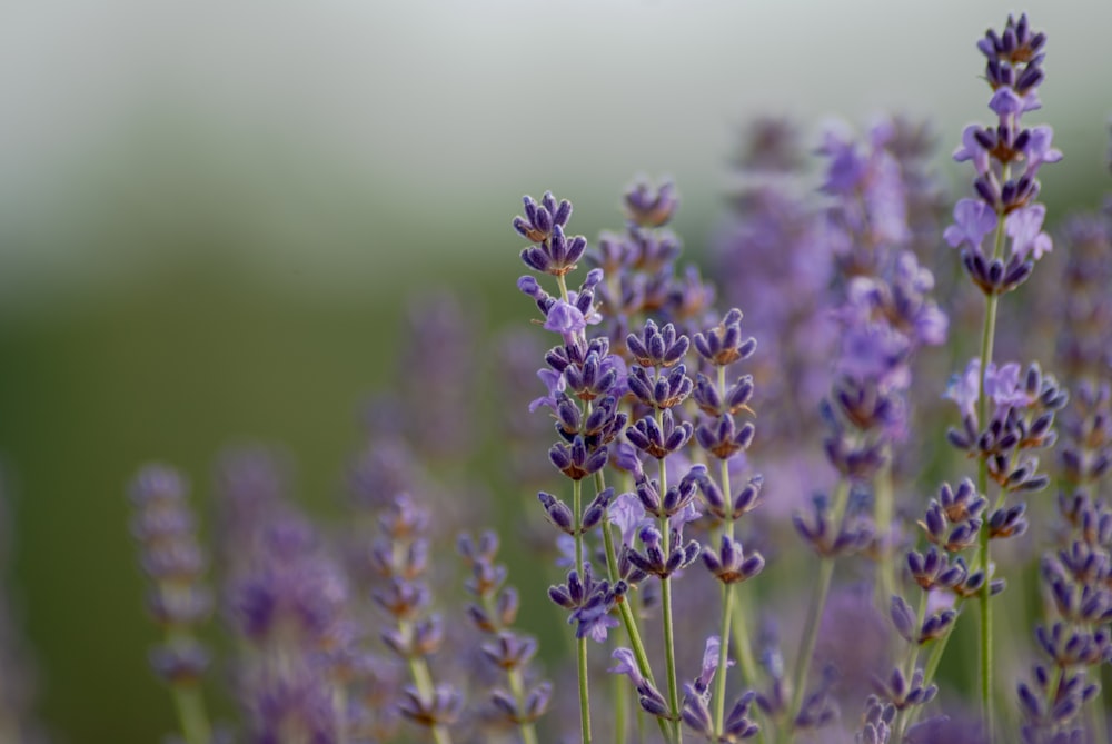 purple flower in tilt shift lens