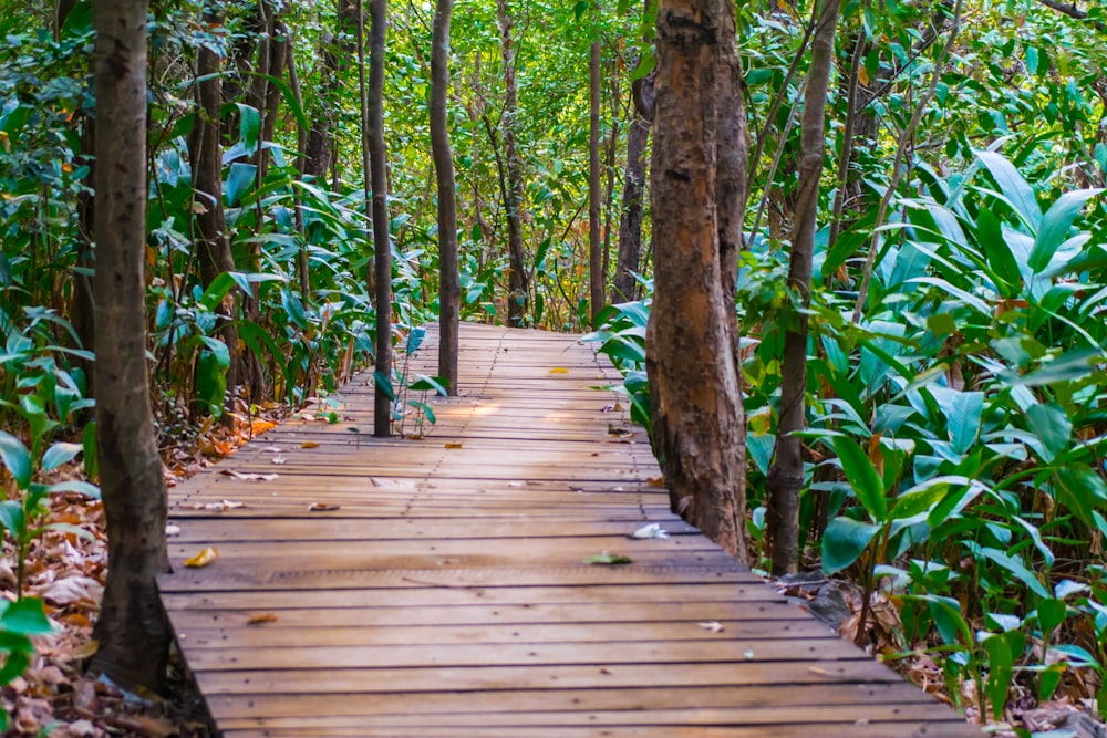 brown wooden pathway between green trees during daytime