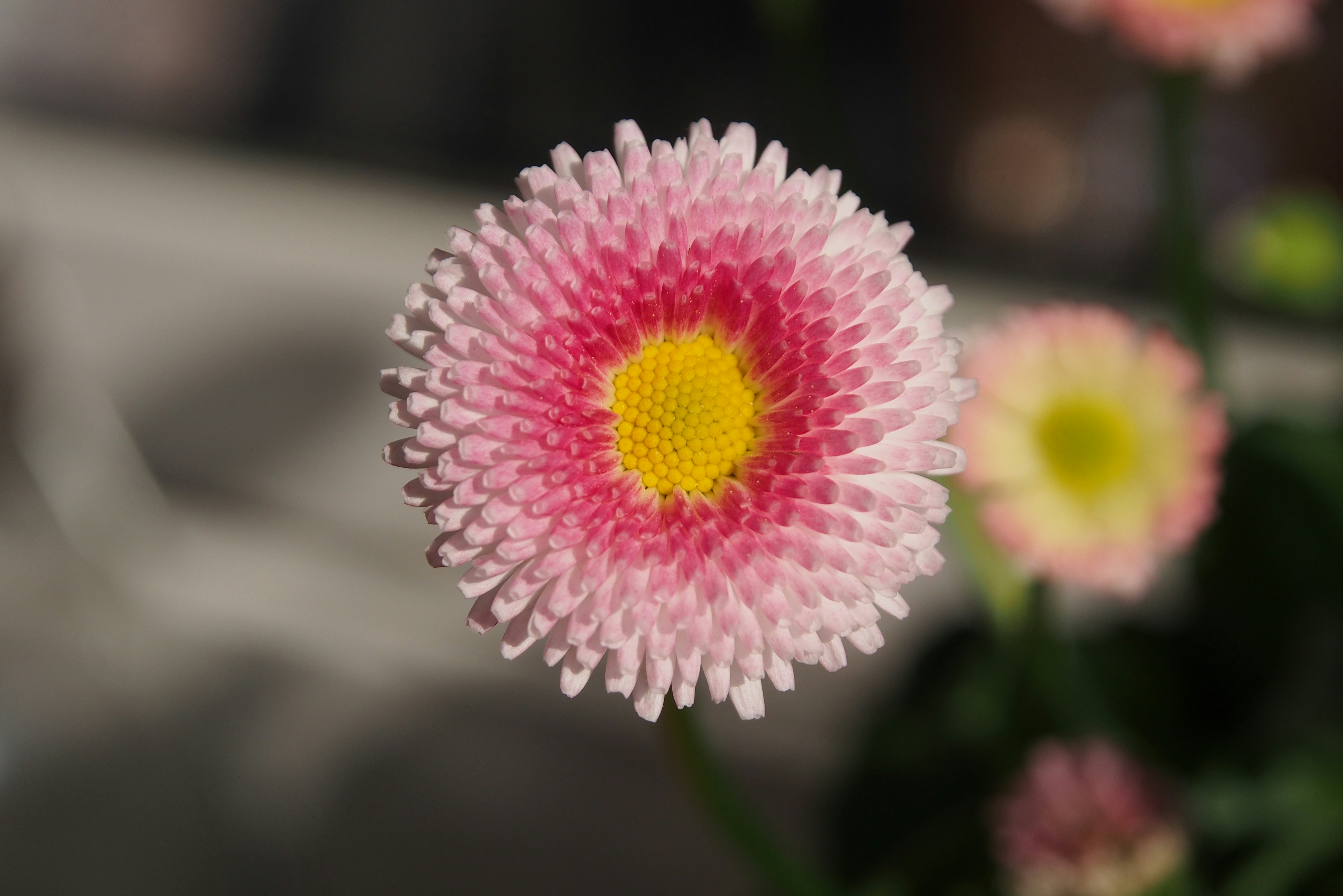 Photo by heikohaller