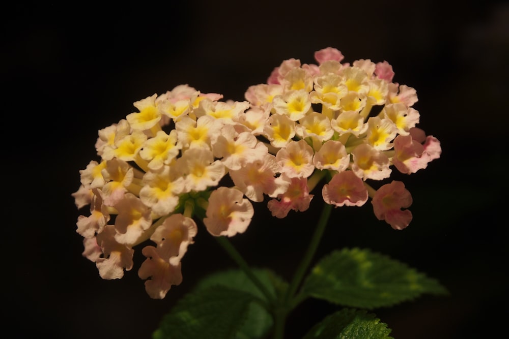 yellow and pink flower in close up photography