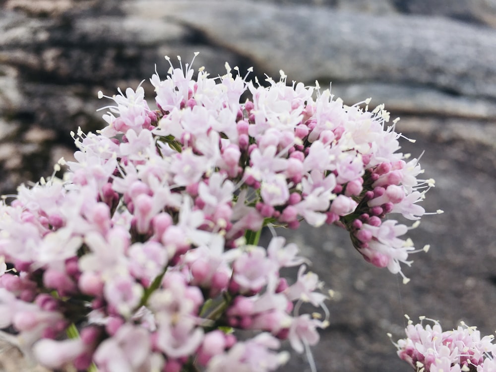 pink and white flowers on brown tree trunk