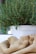 green plant on white plastic pot