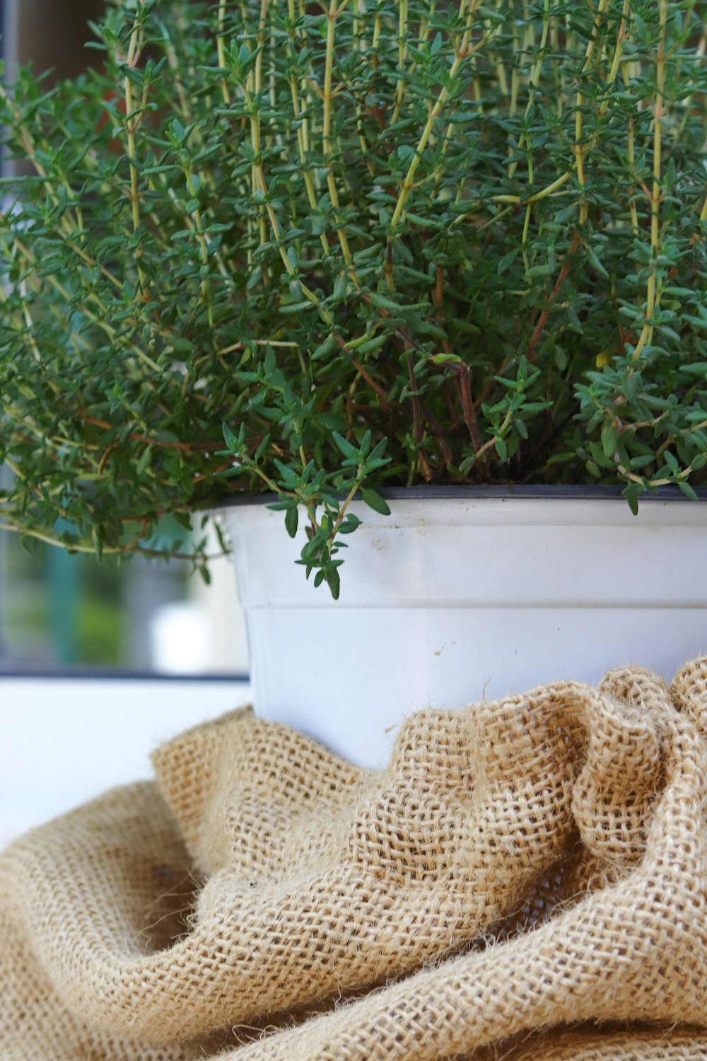 green plant on white plastic pot