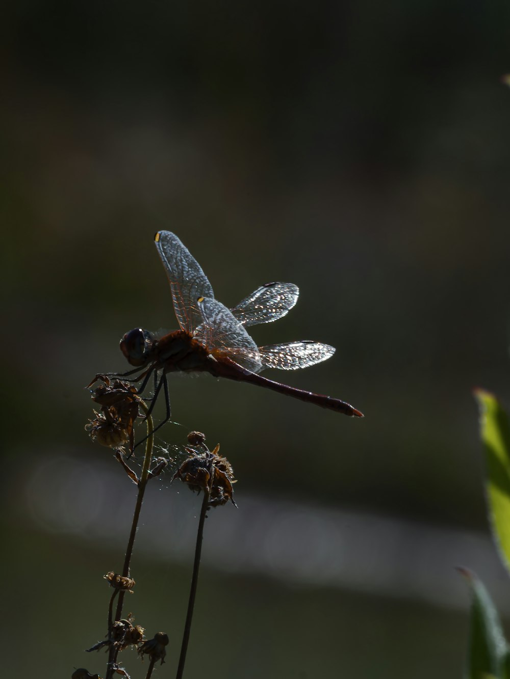 libellula marrone e bianca appollaiata sullo stelo marrone nella fotografia ravvicinata durante il giorno