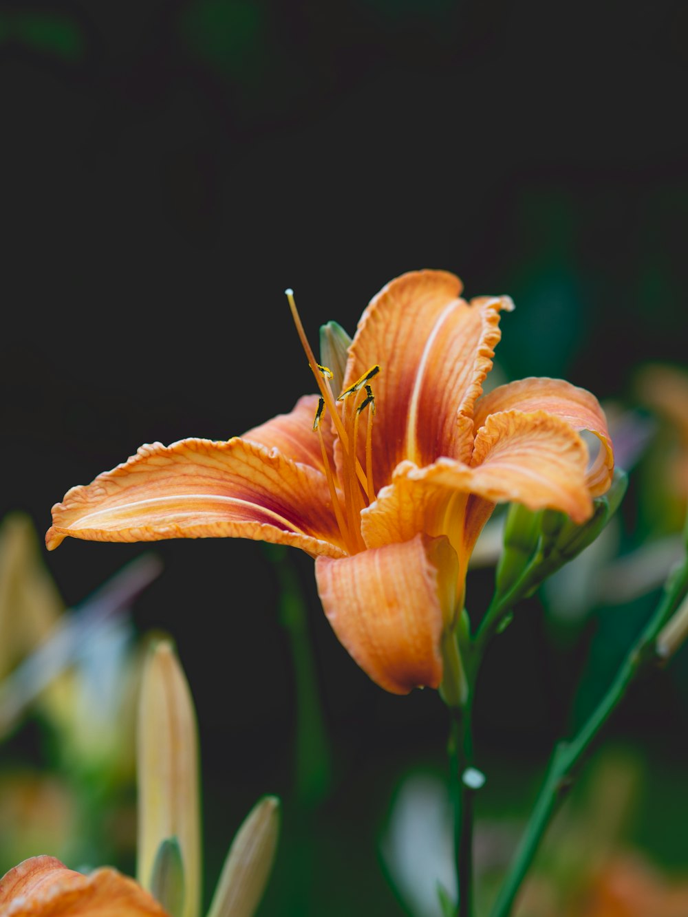 orange flower in tilt shift lens