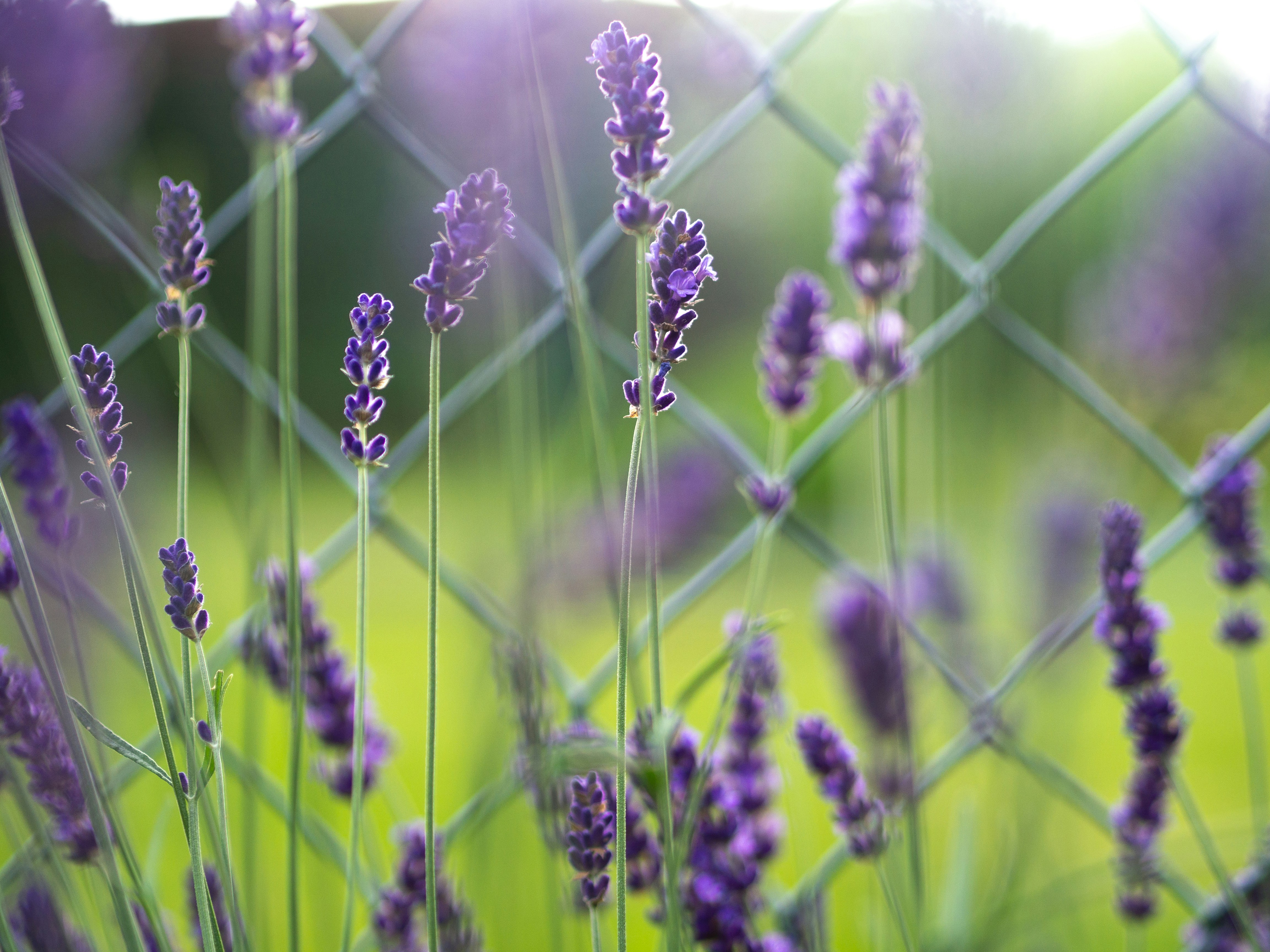 Photo by grumpymarshmallow