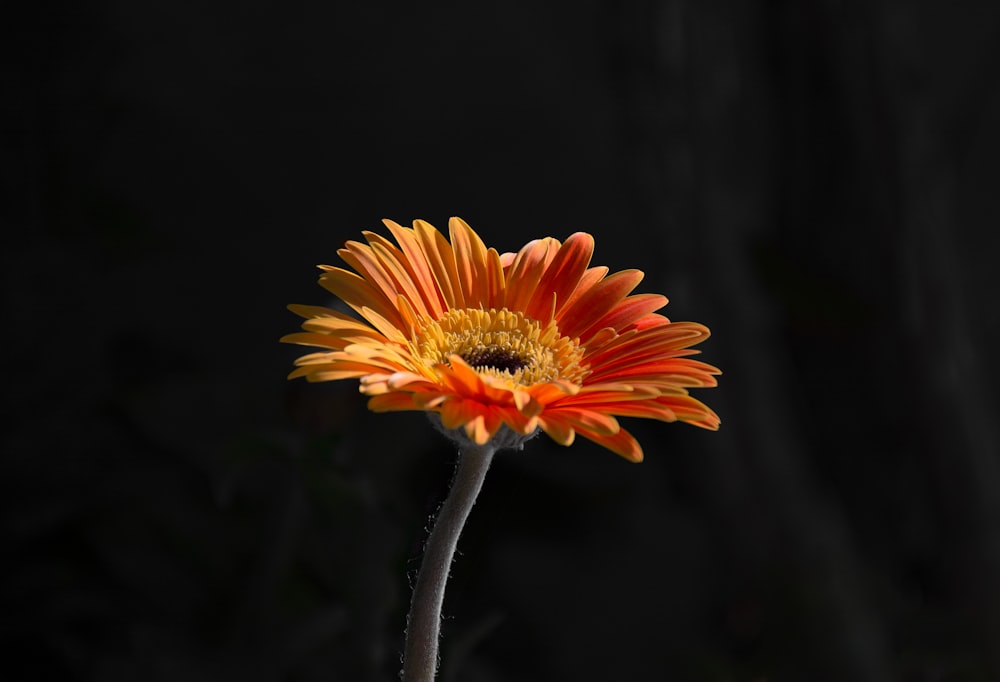 orange and yellow flower in tilt shift lens