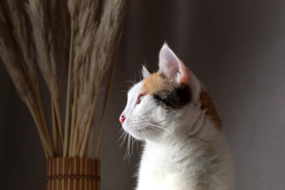 white and orange cat on brown wicker basket