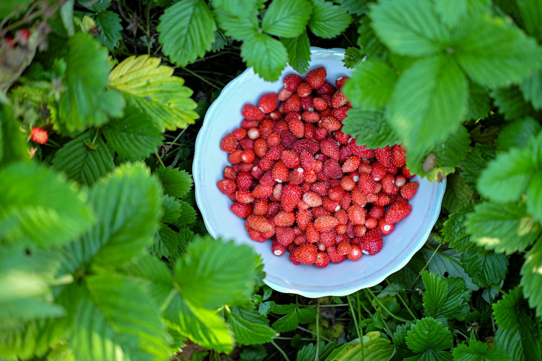 red strawberries on white ceramic bowl