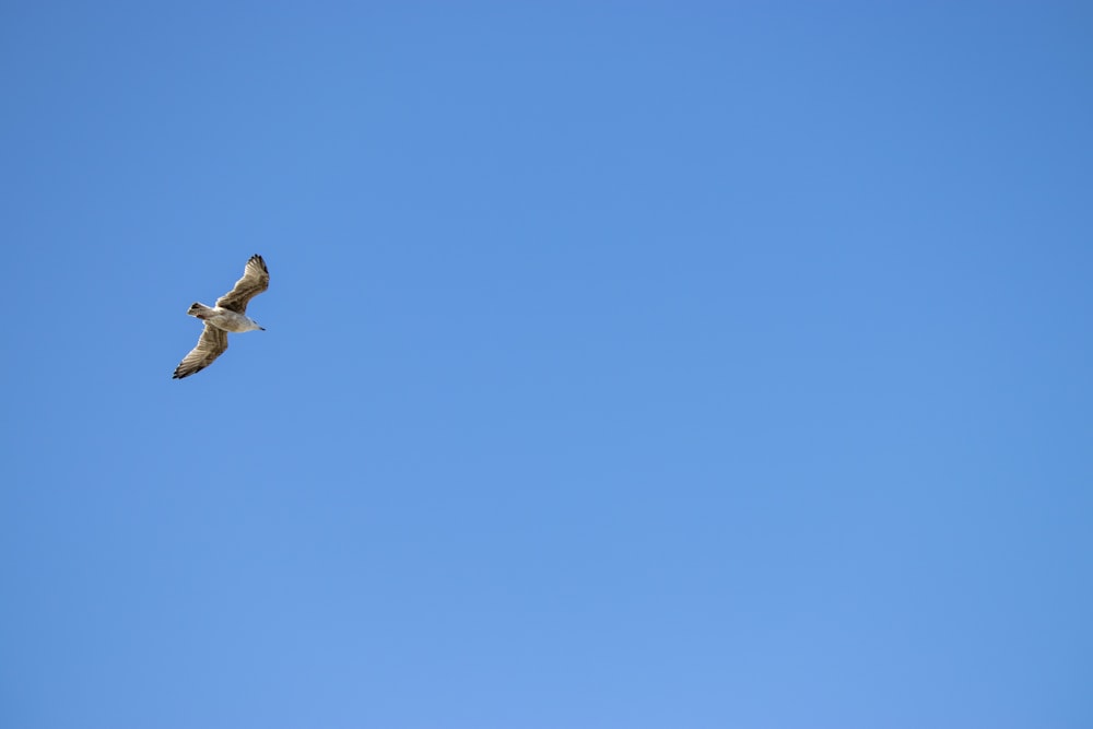 brown bird flying under blue sky during daytime
