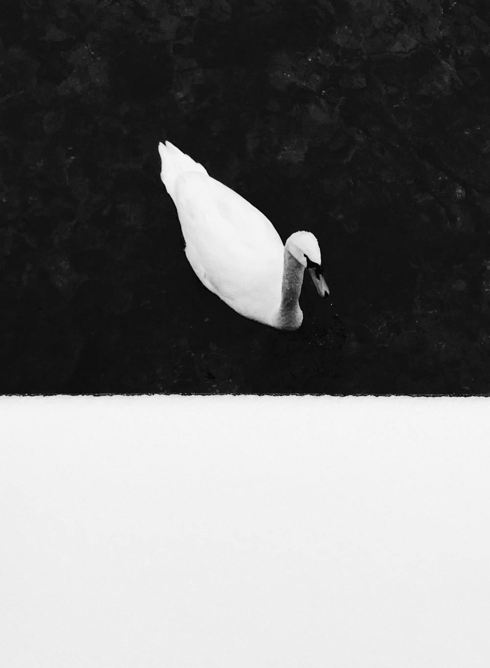 white swan on snow covered ground
