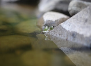 green frog on gray stone in water