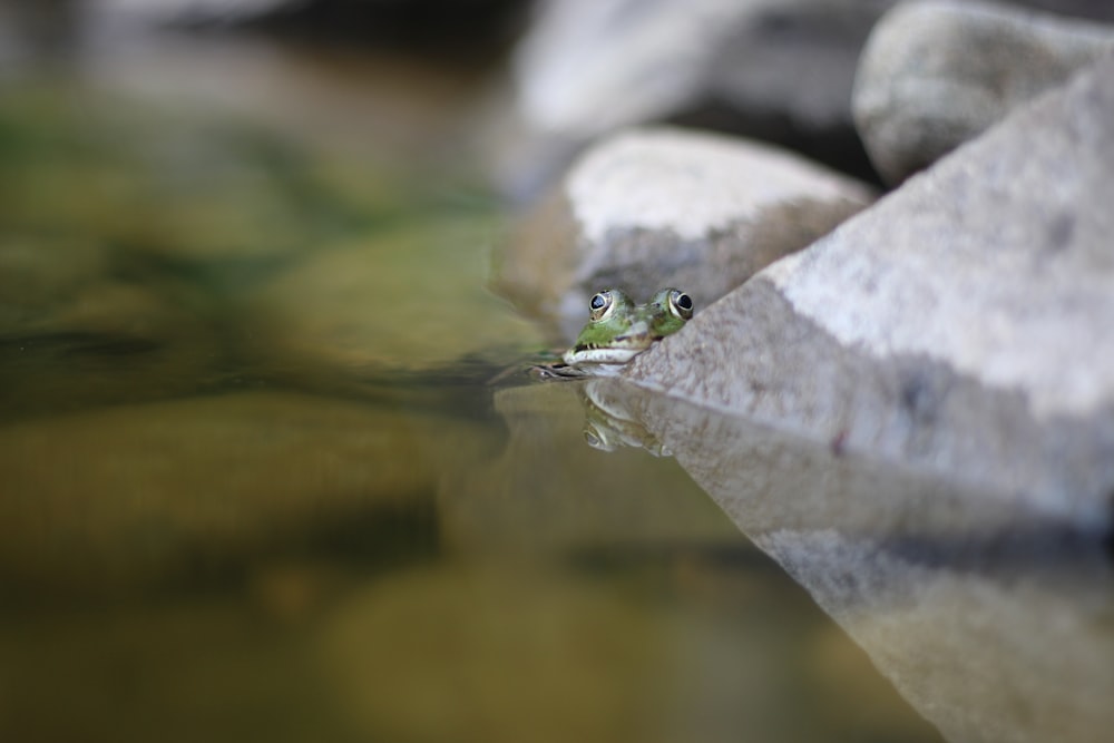 green frog on gray stone in water