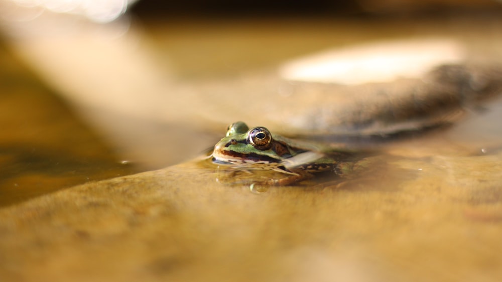 green frog on brown surface