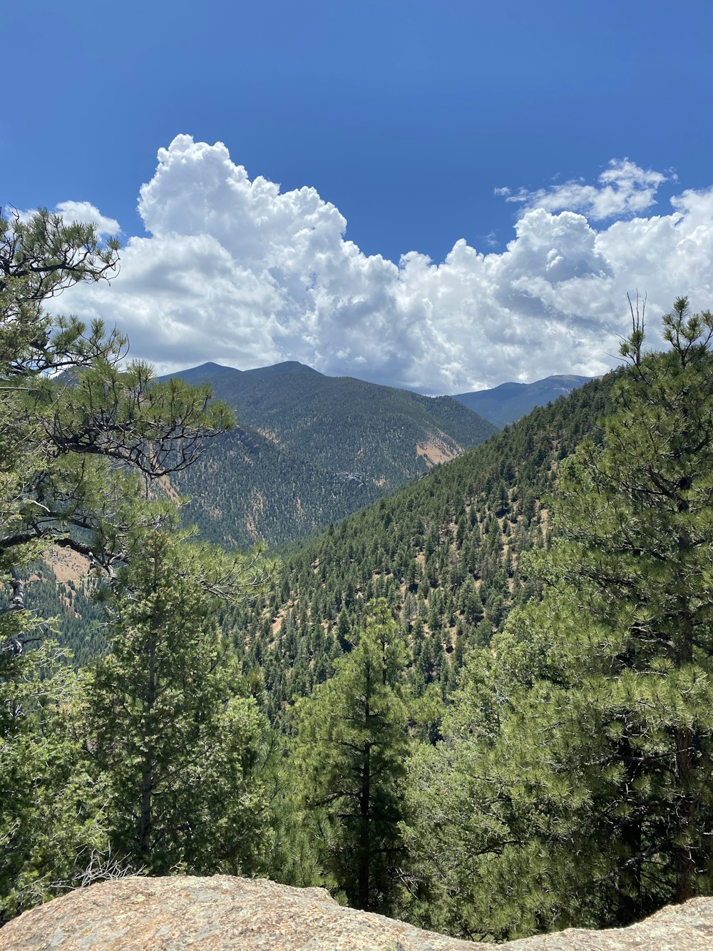 alberi verdi sulla montagna sotto il cielo blu durante il giorno