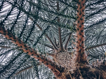 A close-up view of a tree trunk and its branches, with a focus on the texture of the bark and the radial pattern of the branches. The image is taken from underneath, showing the intricate network of foliage and branches reaching outward.