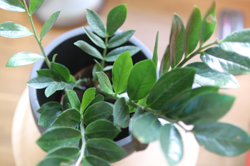 green plant on white pot