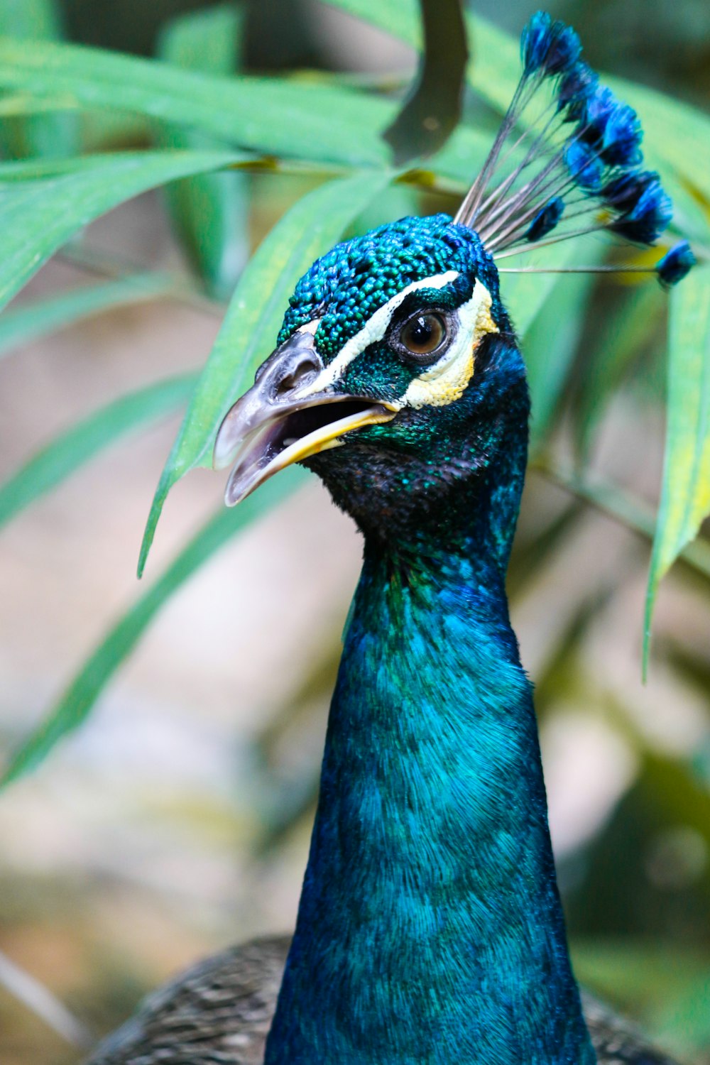 blue green and yellow peacock