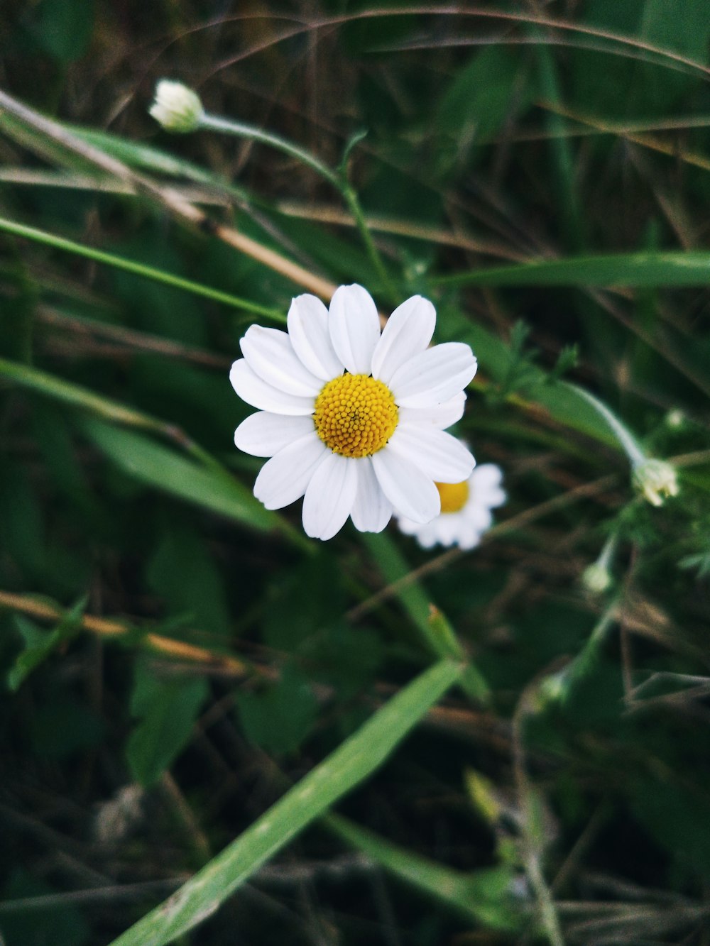 white daisy in bloom during daytime