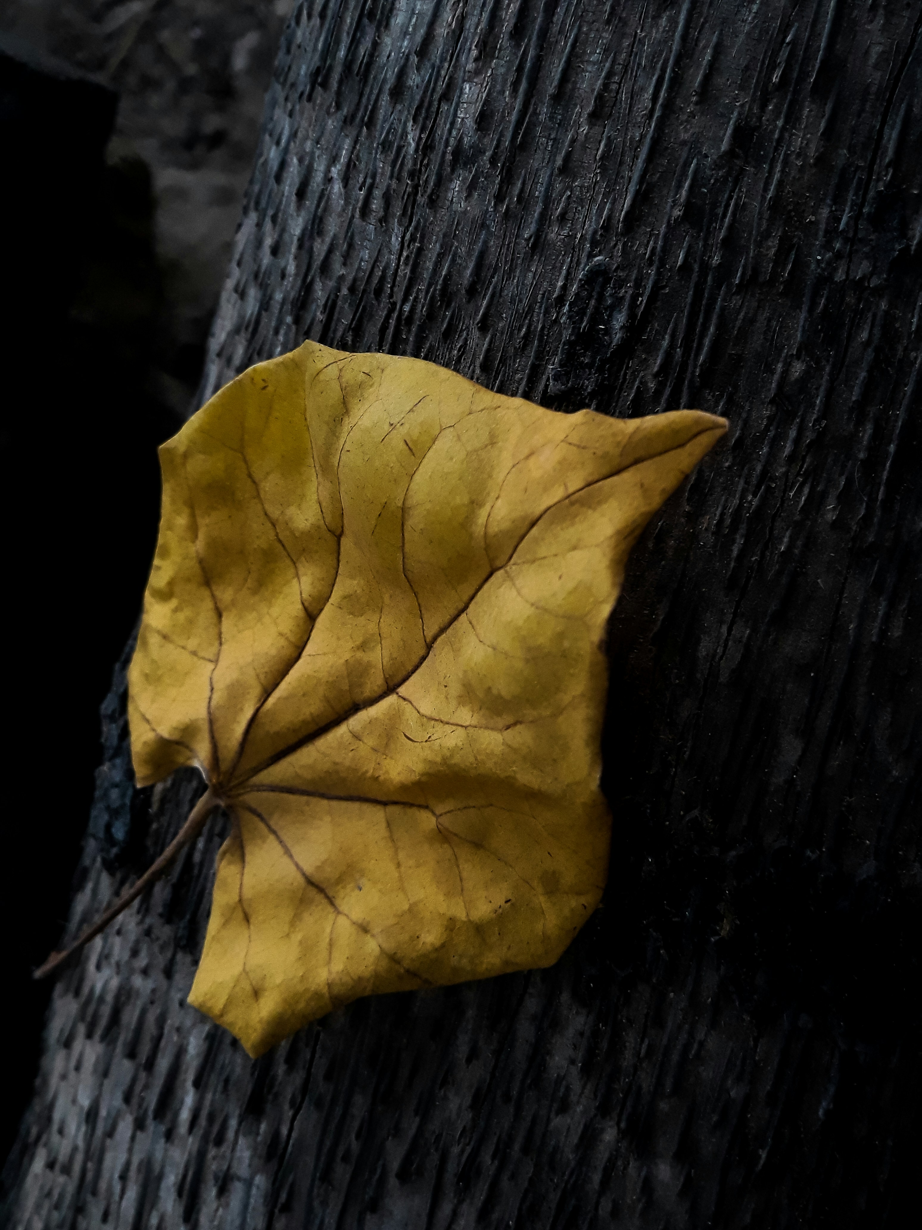 Photo by naveenkumark