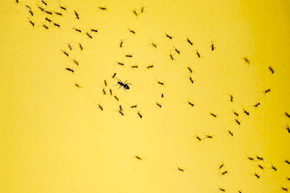 schwarze Insekten auf gelbem Hintergrund