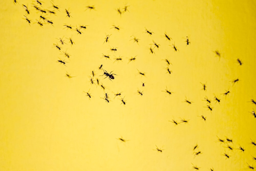 black insects on yellow background