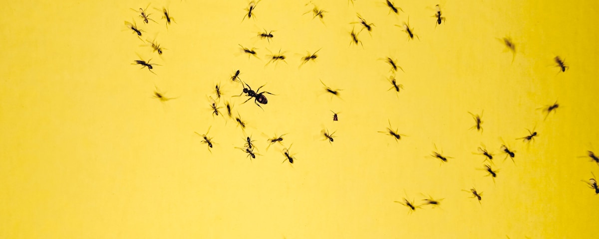 black insects on yellow background