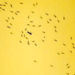 black insects on yellow background