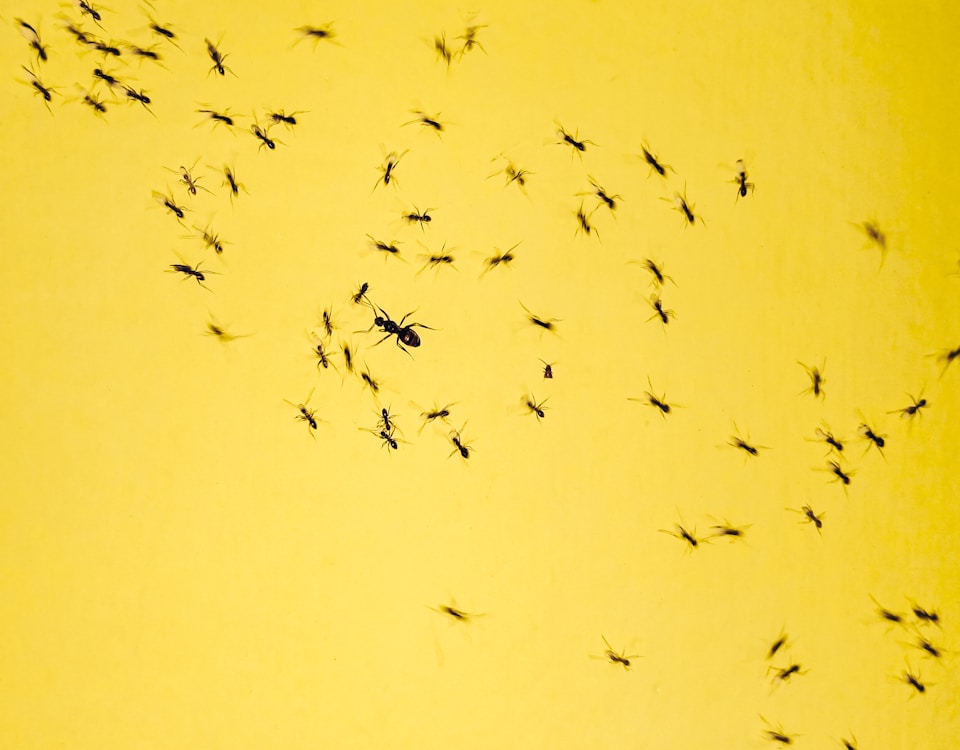 black insects on yellow background