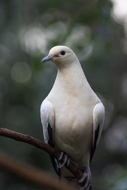 white bird on brown tree branch during daytime