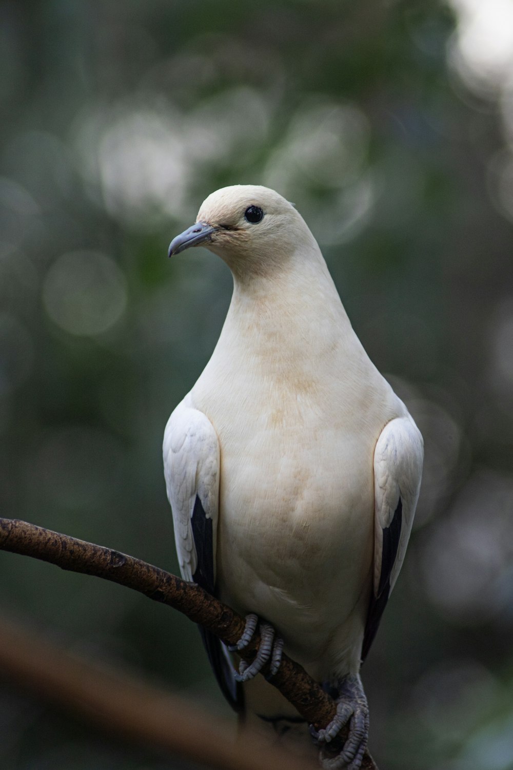 weißer Vogel tagsüber auf braunem Ast