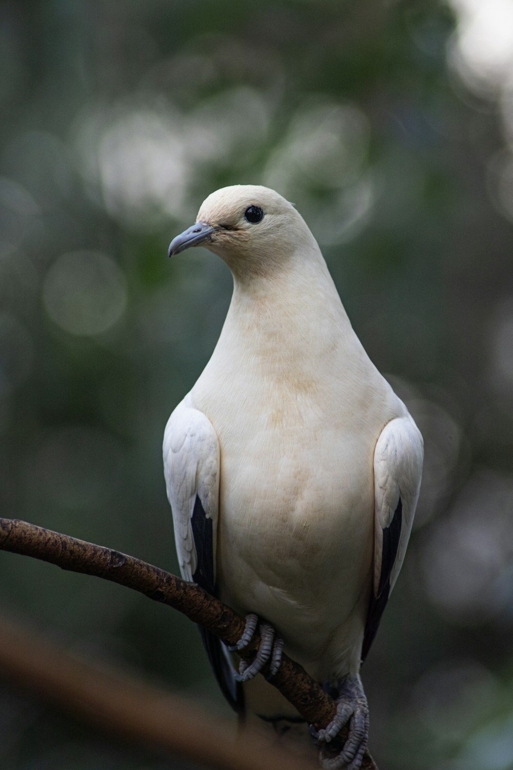 pássaro branco no galho marrom da árvore durante o dia