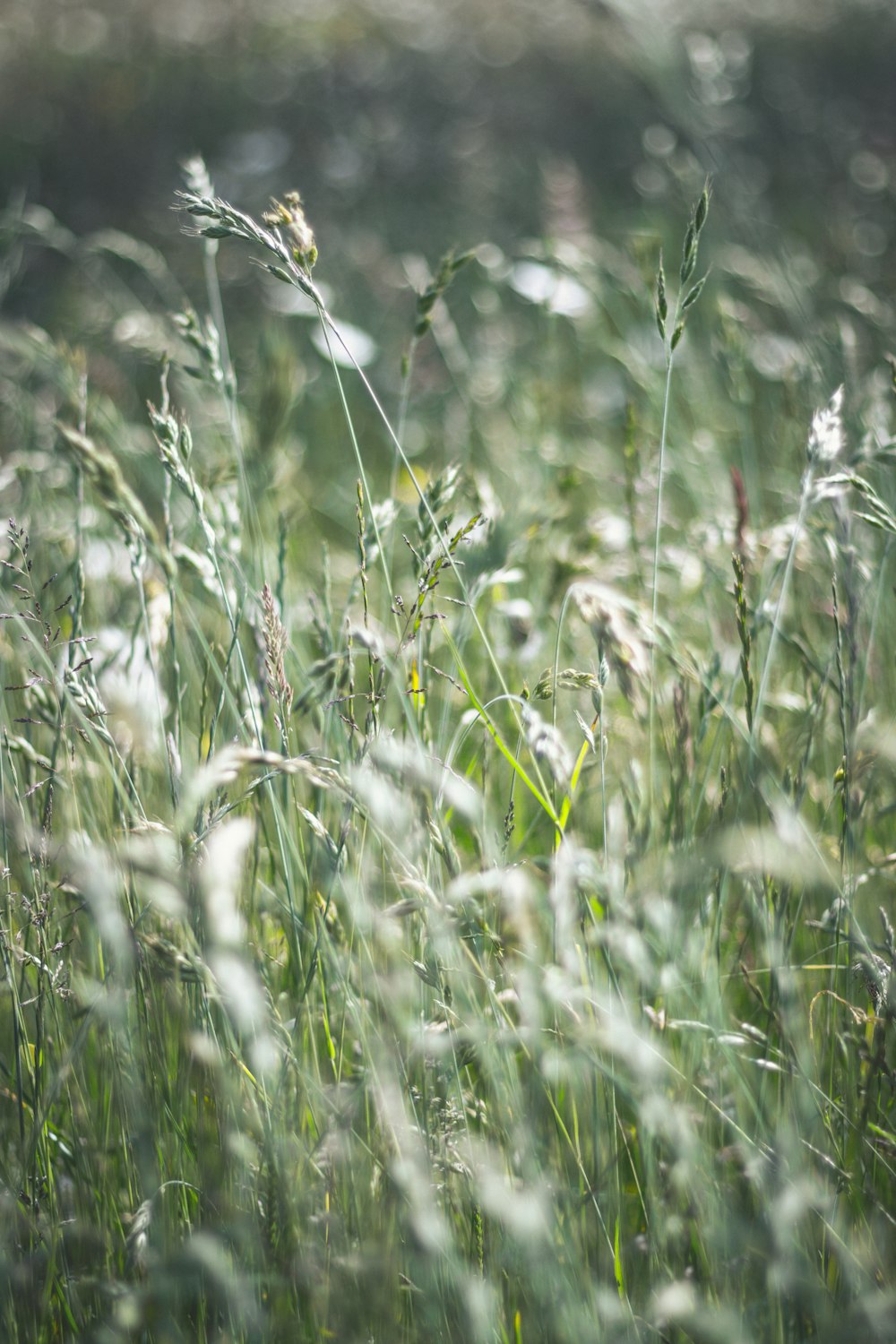 green grass in close up photography