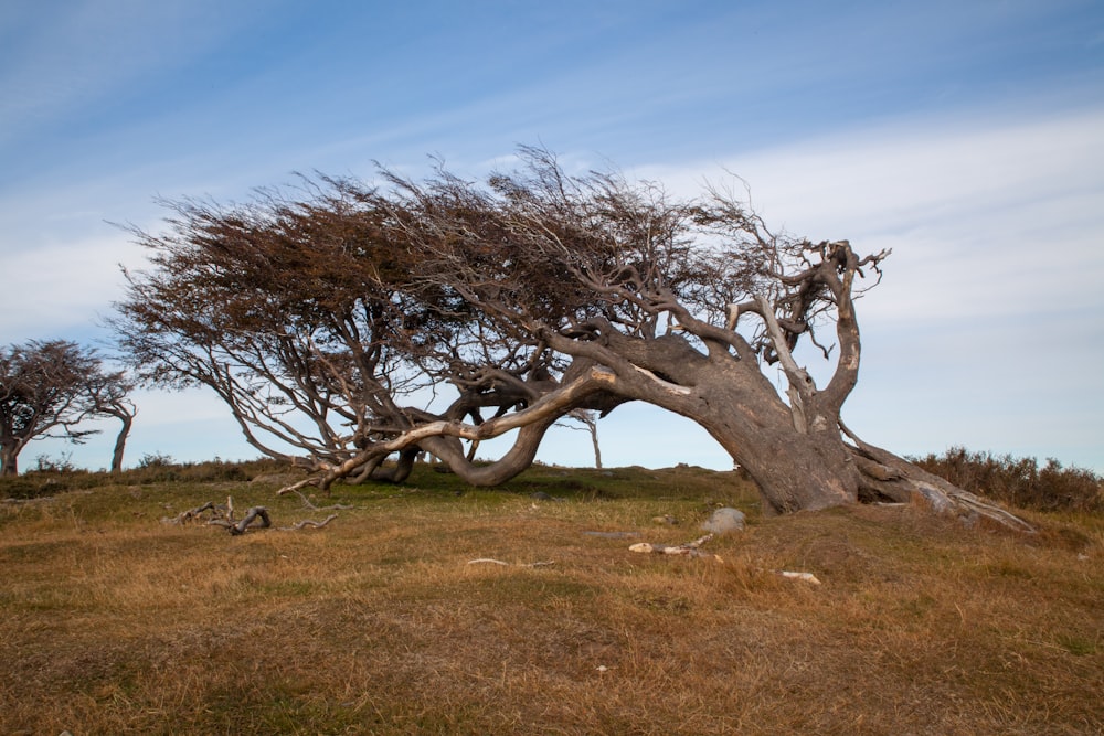 Arbre sans feuilles sur un champ d’herbe brune pendant la journée