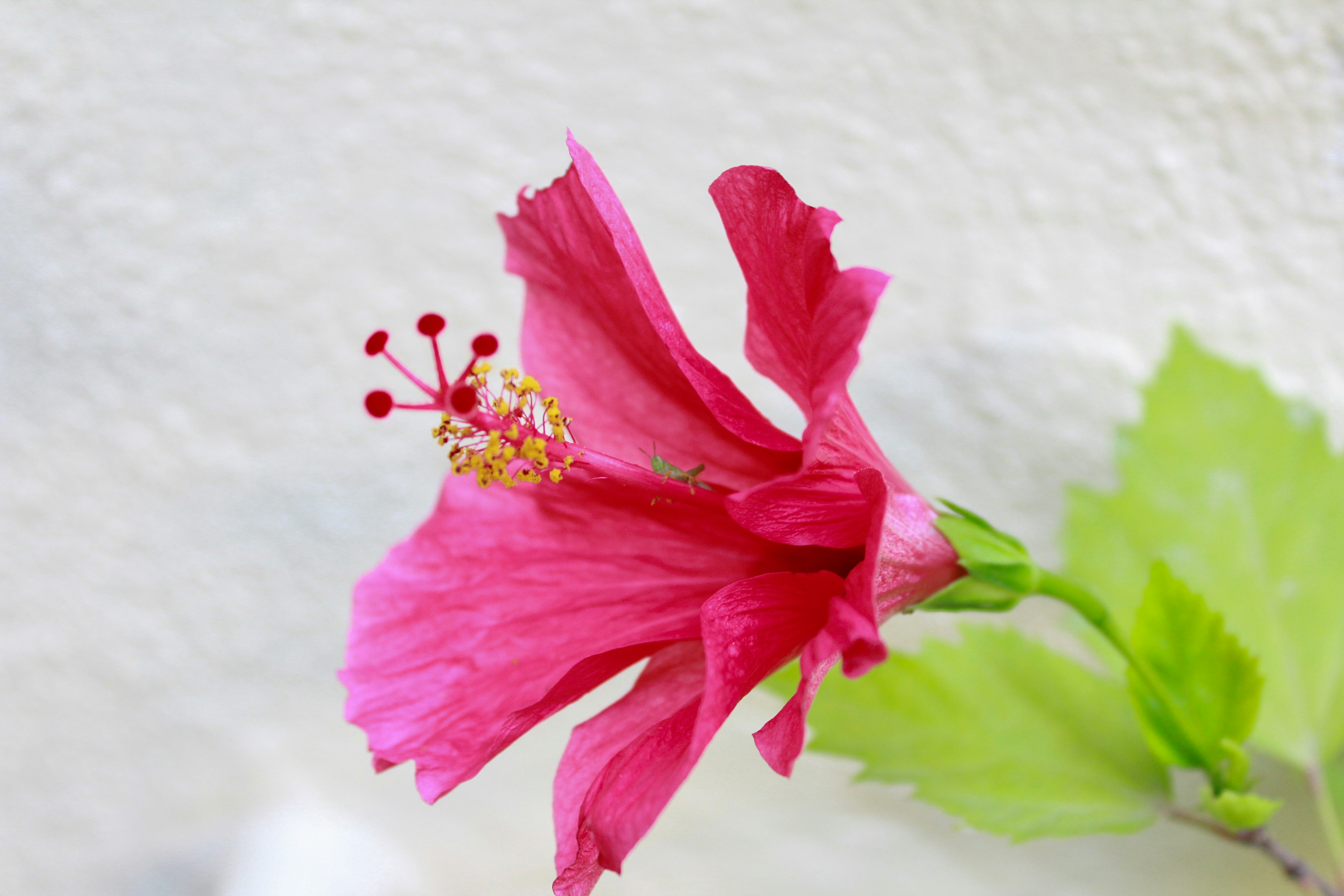 Featured image of post Hibiscus Wallpaper Laptop