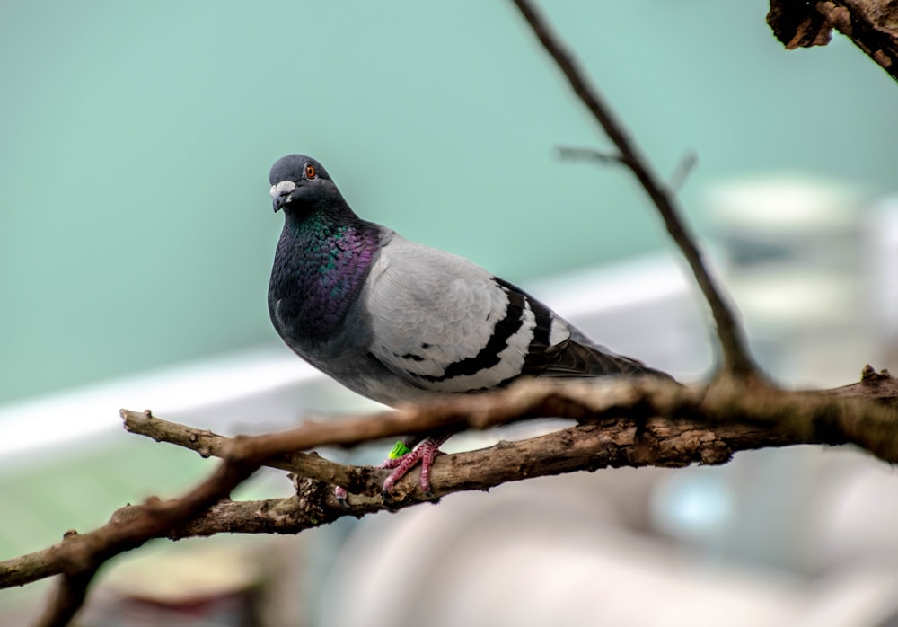 gray and black bird on brown tree branch