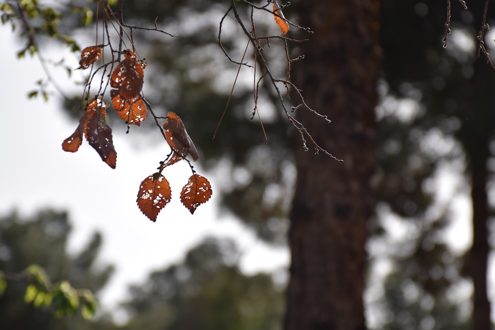 brown round fruit on brown tree branch during daytime