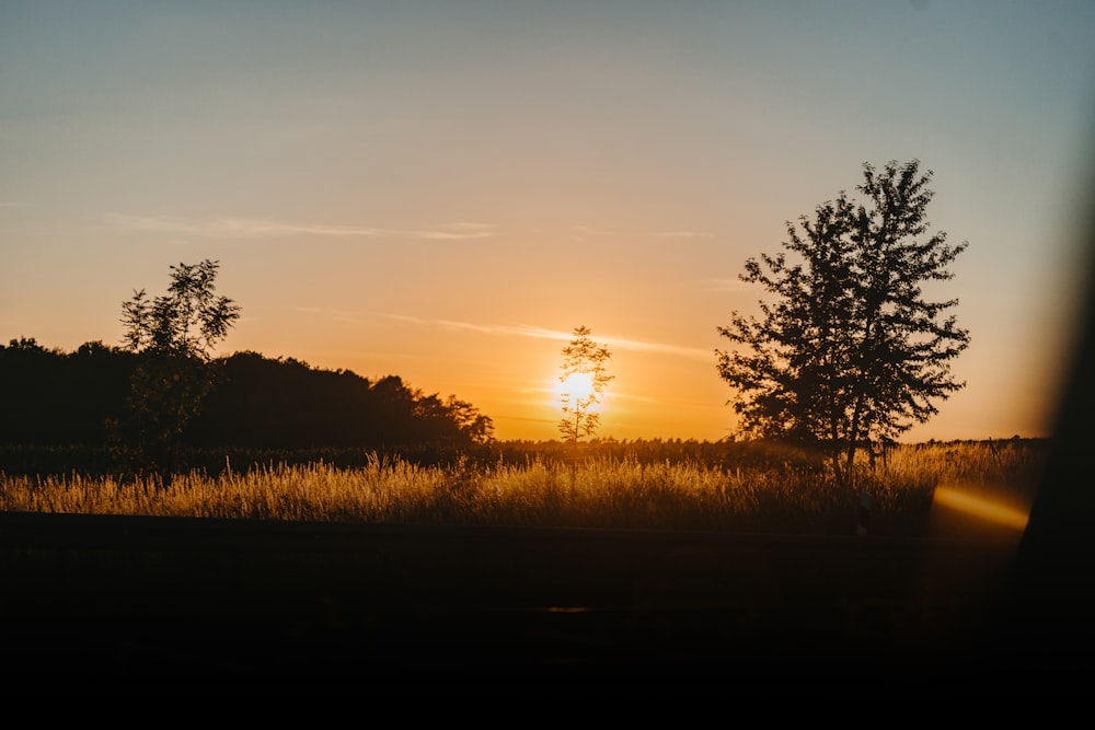 silhouette of trees during sunset