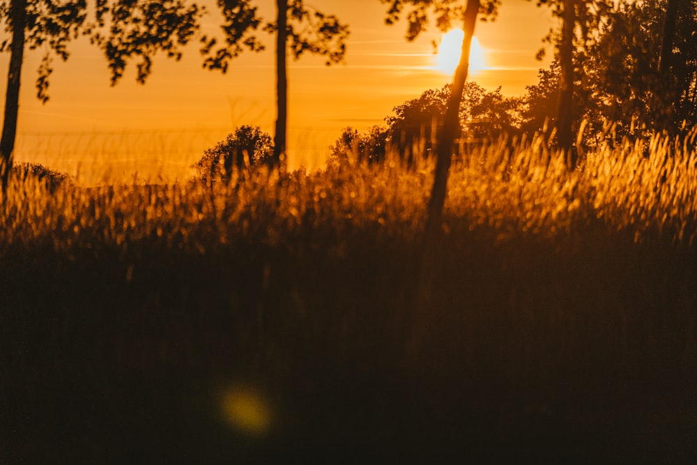 silhouette of grass during sunset