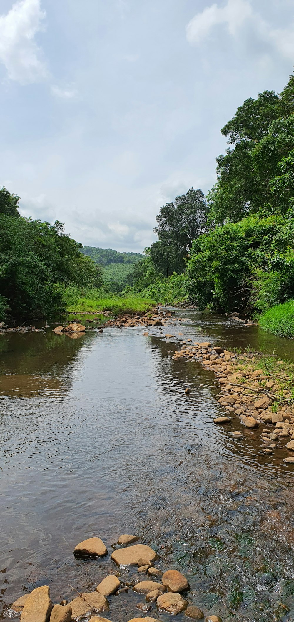 Grüne Bäume am Fluss während des Tages