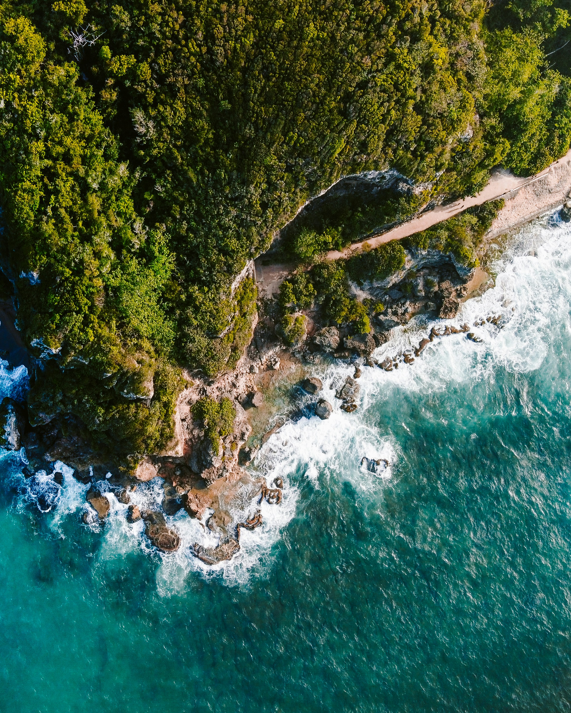 green trees beside body of water during daytime